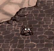 Pebble Crab goes into the ground