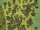 Mangue (Mangrove)