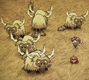 Shave Beefalo.png (499 KB) Beefalo after being shaved.