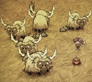 Beefalos luego de ser afeitados