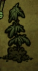 Rebrote de siempreverde seco en Don't Starve Together