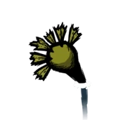 Harvested Bull Kelp.