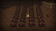 Yet another farm - the cobblestone tiles keep the Eyeplants from sprouting.