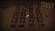 Leafy meat farm.png (1.29メガバイト) 別のルアープラント農場。石の床からはアイプラントは出現しない。