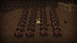 Meat Bulb Lureplant Don T Starve 攻略 Wiki Fandom