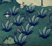 A large group of naturally spawning Berry Bushes in Shipwrecked that are already picked clean.