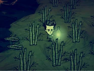 Wilson standing in a field of Bamboo Patches.