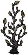 A Diseased Sapling on the Lunar Island.