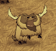 Beefalo cry while in mating season