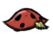 A sleeping Rabid Beetle.