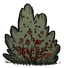 Berry Bush