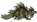 Grasgekko