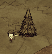 Ein vereinzelter Baum in einer Steinwüste.