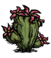 Kaktus Oase