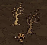 Zwei stachelige Bäume.