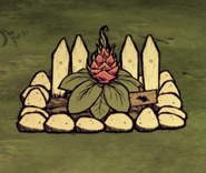 Farm mit Drachenfrucht.png (126 KB) Farm mit einer Drachenfrucht