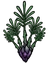 Asparagus Fern