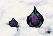 Fleshy Bulbs.png (40 kB) Củ Tươi nằm trên đất bên trái, Củ Tươi được trồng (Củ Thịt) nằm bên phải.