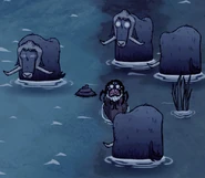 Webber cạnh những con Bò Lai Nước.