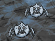 Araignées albinos a terre