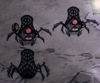 Araignée des caves.jpg