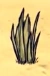 Herbe tropicale sur la plage de Don't Starve Shipwrecked