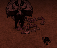 Beargerbeefalo.png (180 kB) Gấu Lửng ăn thức ăn để trên mặt đất.