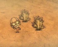 Кактусы с цветками из DST в игре