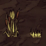 Sậy trước và sau khi thu hoạch.