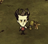 Wilson napsack.png (48 kB) Wilson đang cầm trên tay một chiếc Bom Mê.