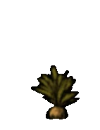 Hoạt ảnh Cà Ruột bị nhổ.