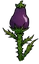 Eggplant Stalk