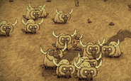 A herd of Beefalos