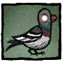 Голубь (Pigeon) Woven - Common Установи на иконку профиля изображение любопытного городского голубя.