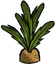 Carrot Plant