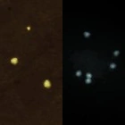 Firefliesdaynight.png (11キロバイト) Fireflies during the day and night.