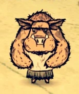 Lợn Roan đang ăn.