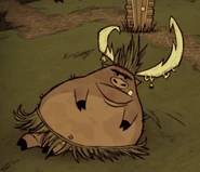 Roi Cochon sur sol naturel