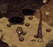 Xúc Tu còn sót lại trên nền đất trống sau khi đất đã bị xới lên.