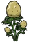 Potato Plant
