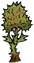Durian Vine