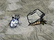 Thỏ đang bị mồi dụ.