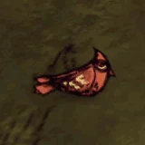 Chim Lông Đỏ đang ngủ.