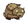 Baby Beefalo