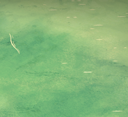 Mer.png