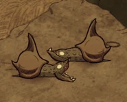 Hai con Sên Rùa đang đánh nhau.