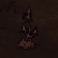 Evergreen Sapling.png (39 kB) Một cành Thường Xanh non khi trồng Quả Thông.