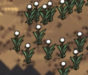 Light Flowers map.png (51 kB) Biểu tượng Hoa Đèn trên Bản Đồ.