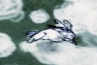 Rabbit winter running.png (18 kB) Một con thỏ đang lướt qua.