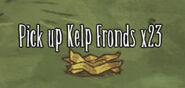 Kelp fronds
